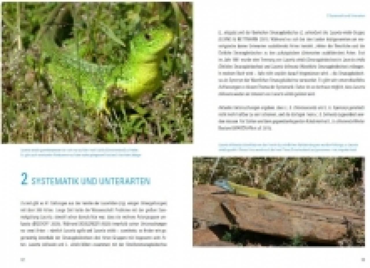 Smaragdeidechsen Lacerta bilineata und Lacerta viridis